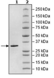 SDS-PAGE (SIRT2-31405TH).jpg